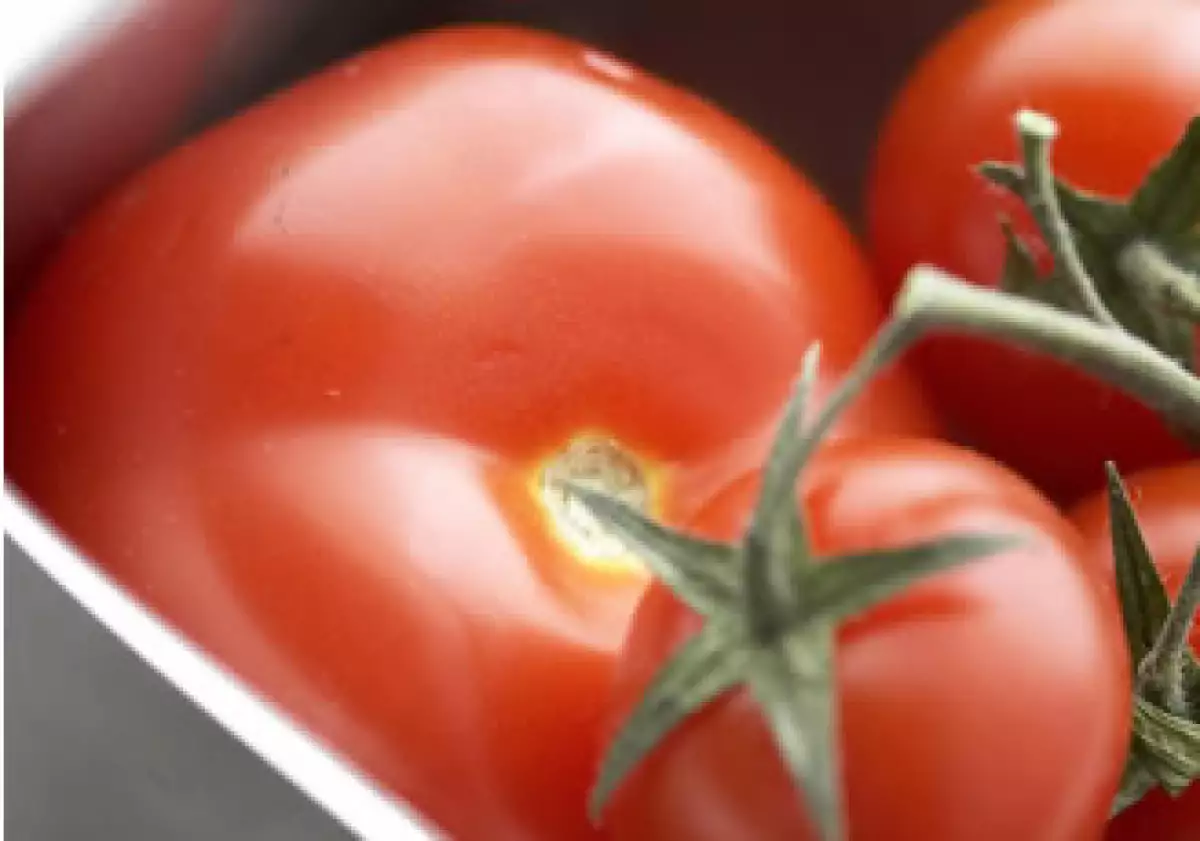 Las bajas temperaturas, las peores en 20 años, dañaron cultivos de tomate en Sinaloa. (Foto: Photos to Go)