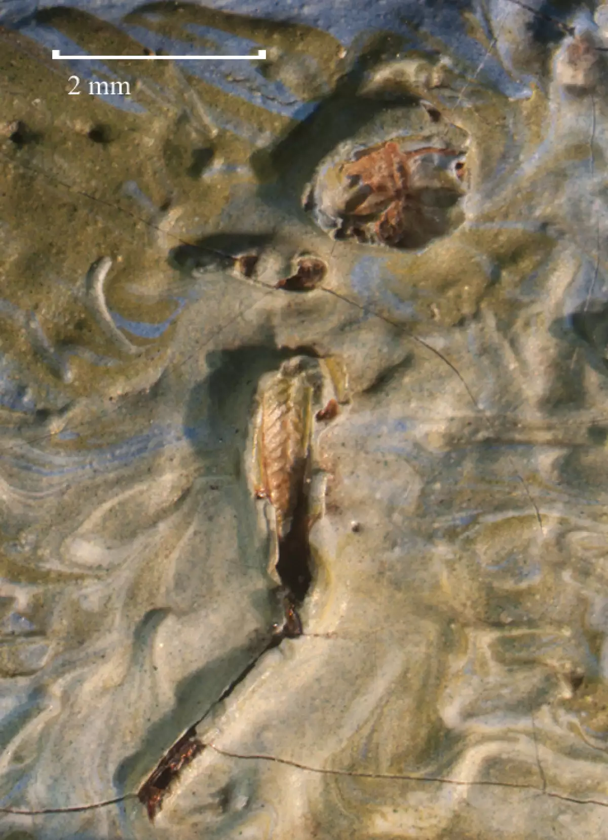 Saltamontes