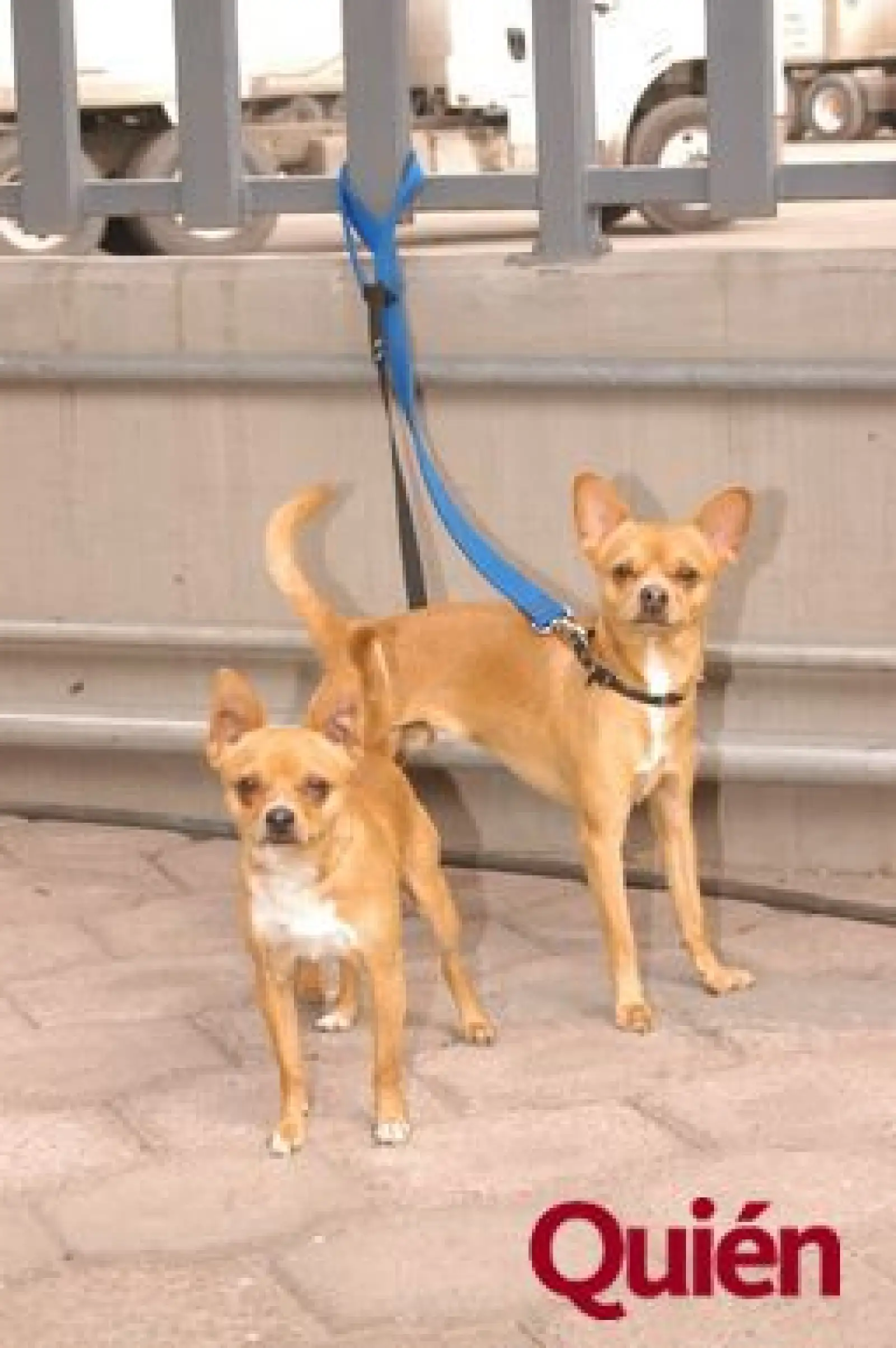 Perros