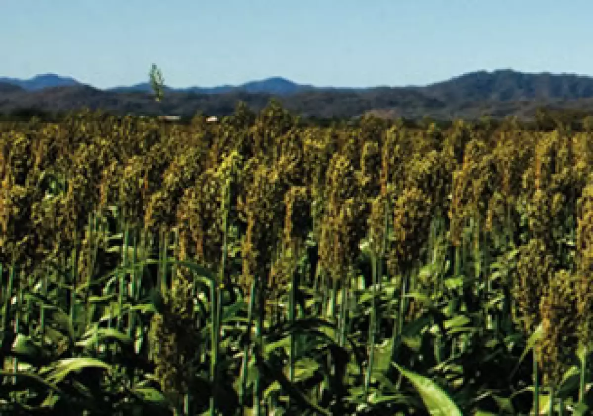 En estados como Nayarit, Monsanto tiene programas de mejoramiento en campos experimentales. (Foto: Mauricio Ramírez)