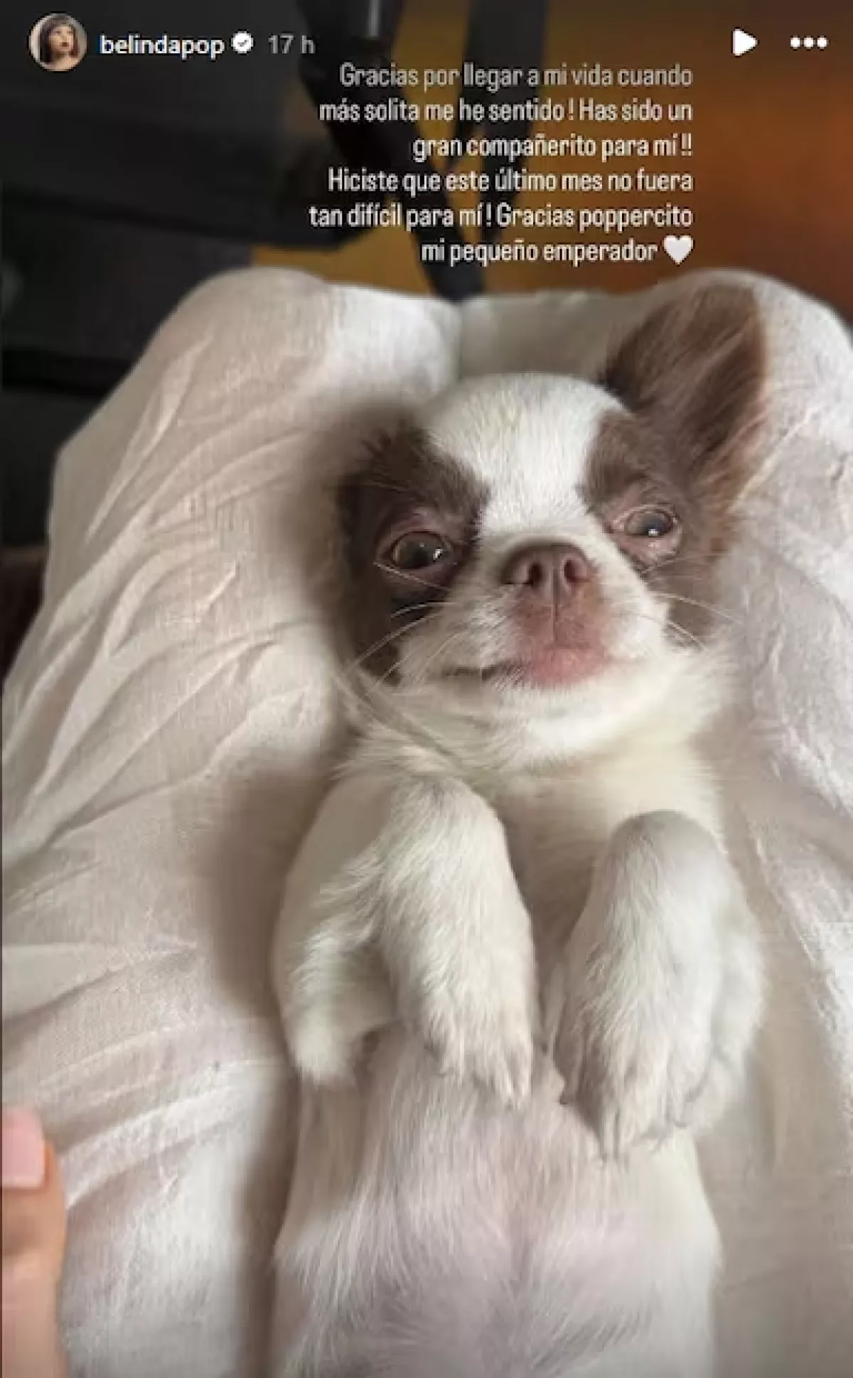 Perro de Belinda