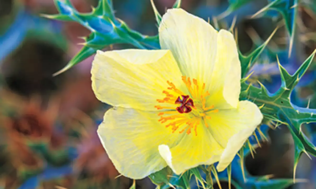Es frecuente encontrar la flor de cardo o chicalote en los márgenes de las carreteras en estos estados del norte. (Foto: Tomada de biosphoto.com)