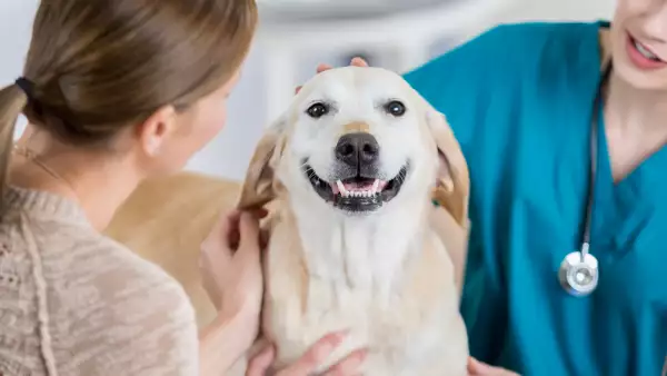 limpieza-dental-mascotas