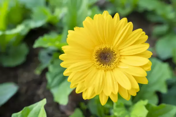The Beautiful yellow gerbera daisy flower with ladybug on the petals