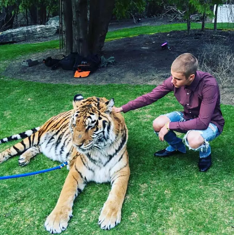 Jeremy Bieber celebró su compromiso con Chelsey Rebelo de la forma más rara posible: con un tigre, superhéroes y otros extraños detalles.