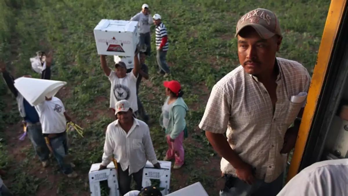 migrantes