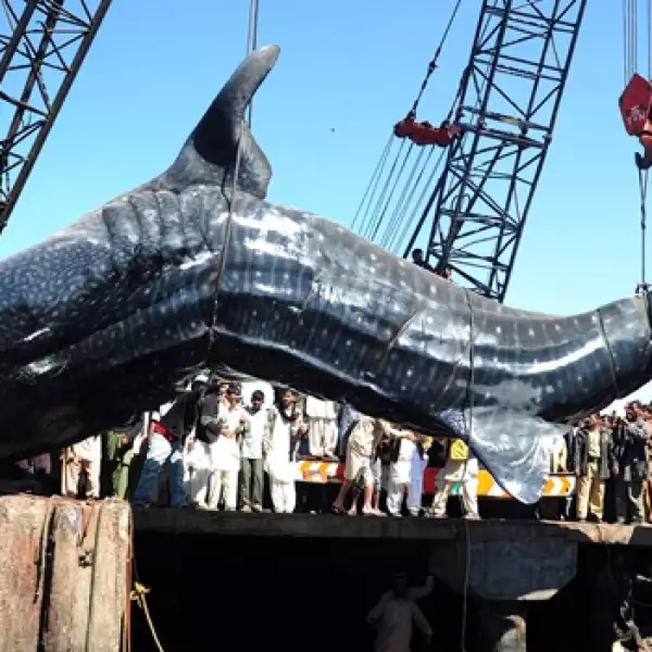 golfo persico, ballena, caceria, planeta