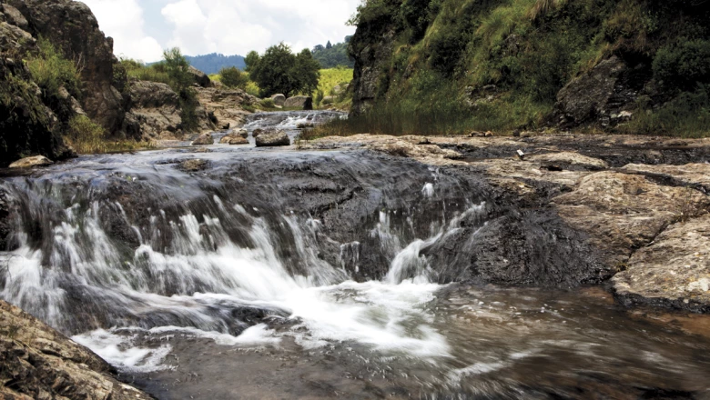 Recuperar los bosques para vivir