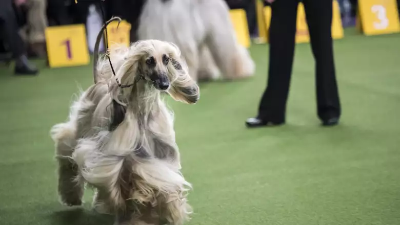 Dog Show