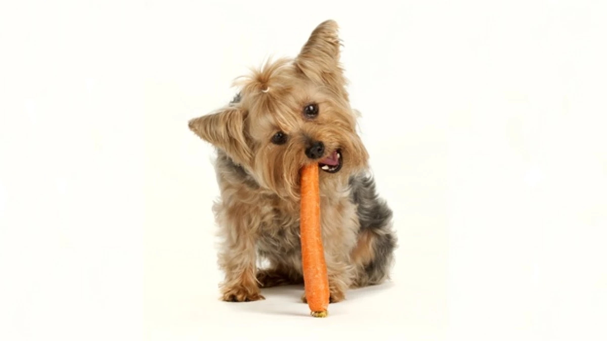 wuf!