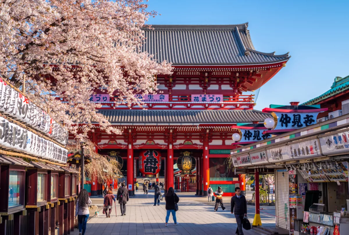 cherry blossom sakura at Sensoji (Senso-ji) temple in Asakusa, Tokyo, Japan