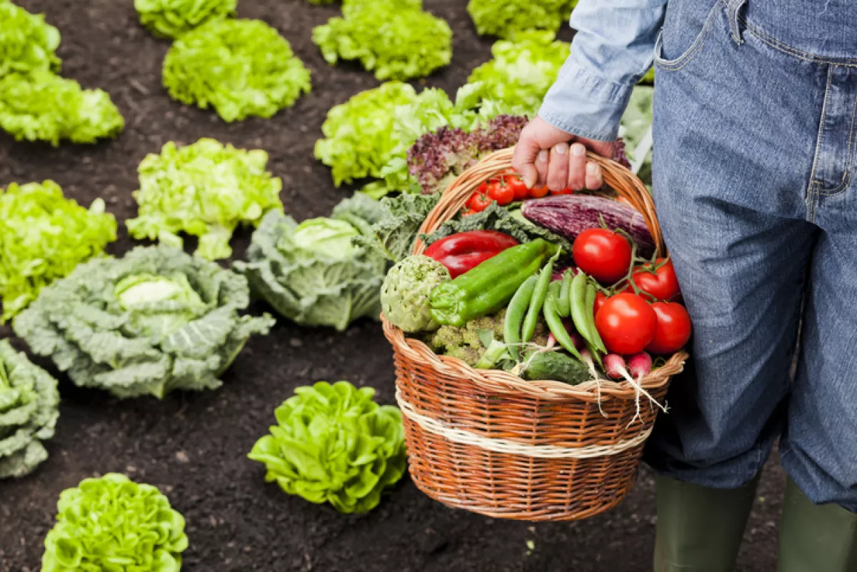 Farmer with basket full of vegetables