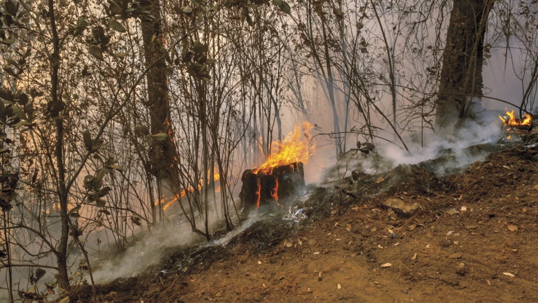 Recuperara los bosques para vivir