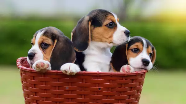 maltrato beagles