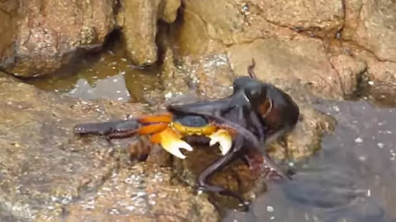 pulpo cangrejo batalla