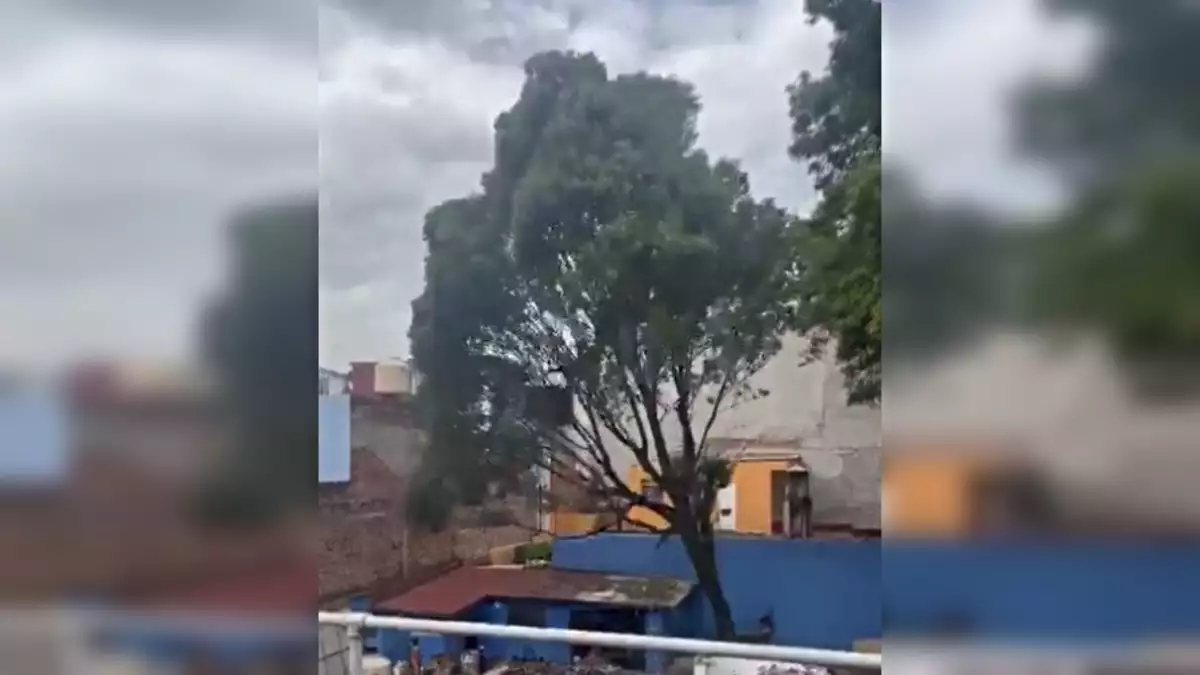 Vecinos lamentan el derribo del árbol "Eugenito"