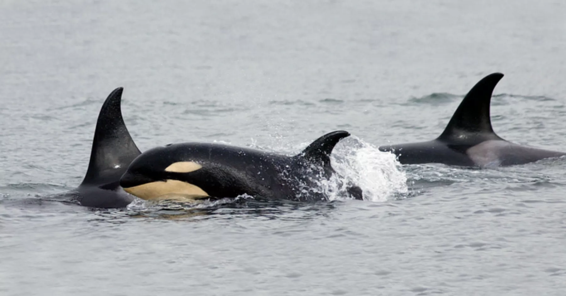 japon-caza-ballenas-rorcuales-comunes.jpg