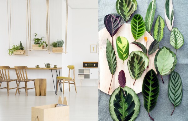Trends-Deco