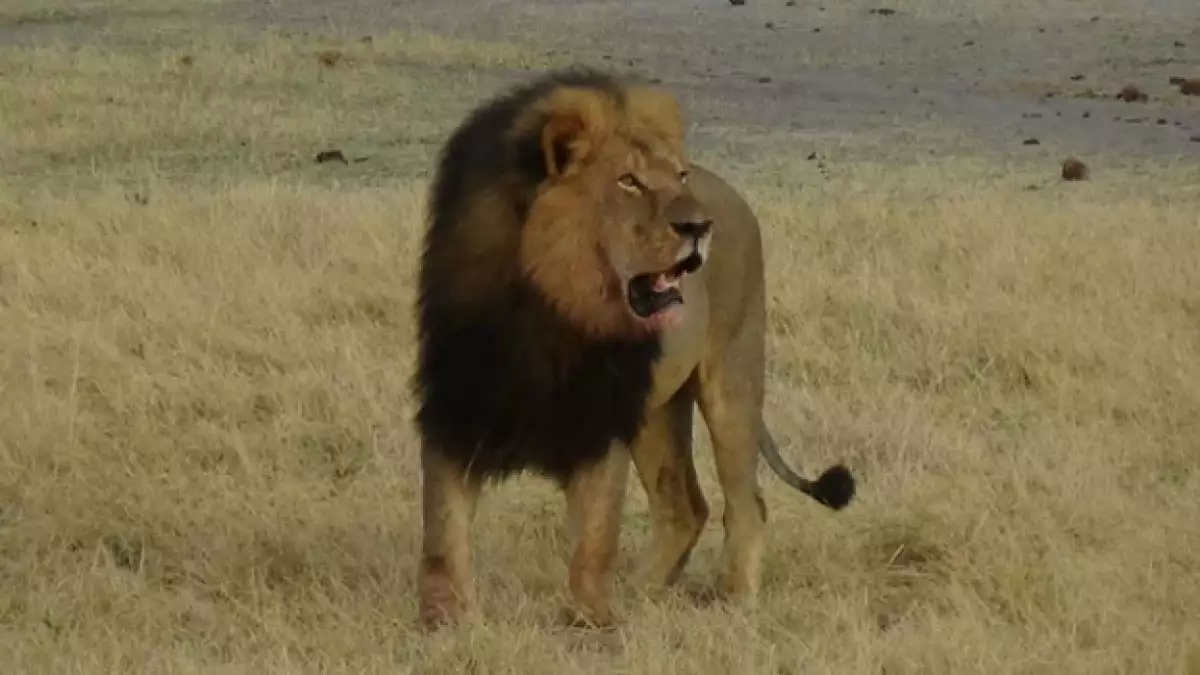 cecil