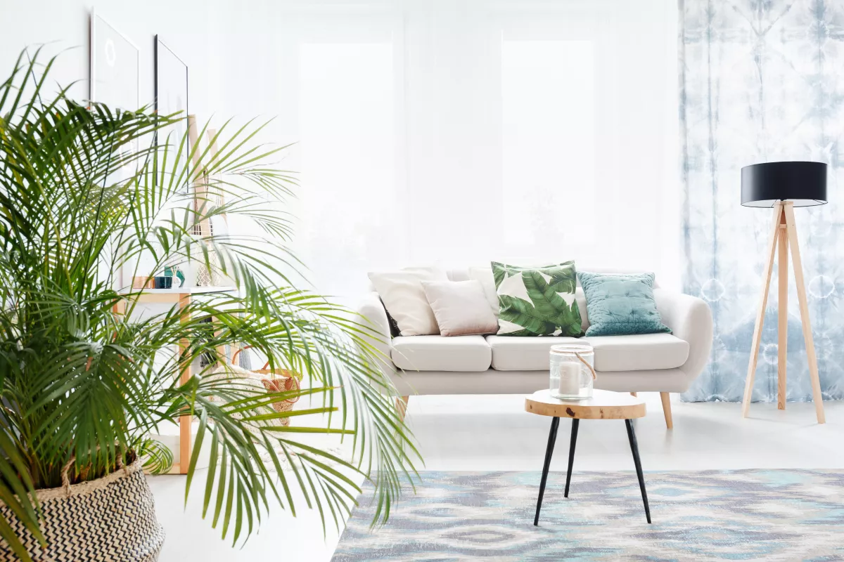 Plantas de decoración