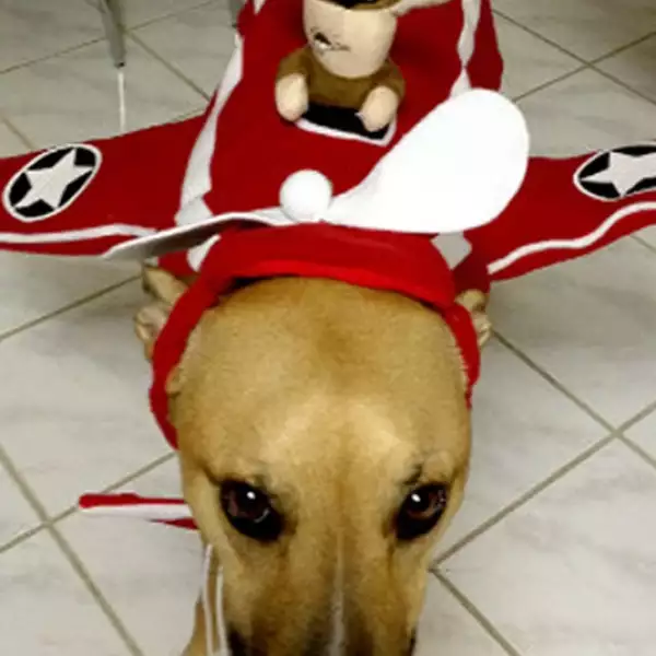 perros disfraz Halloween