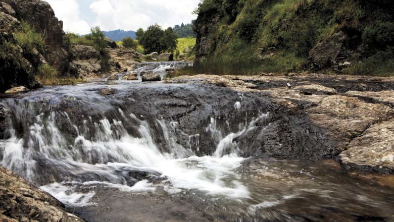 Recuperar los bosques para vivir