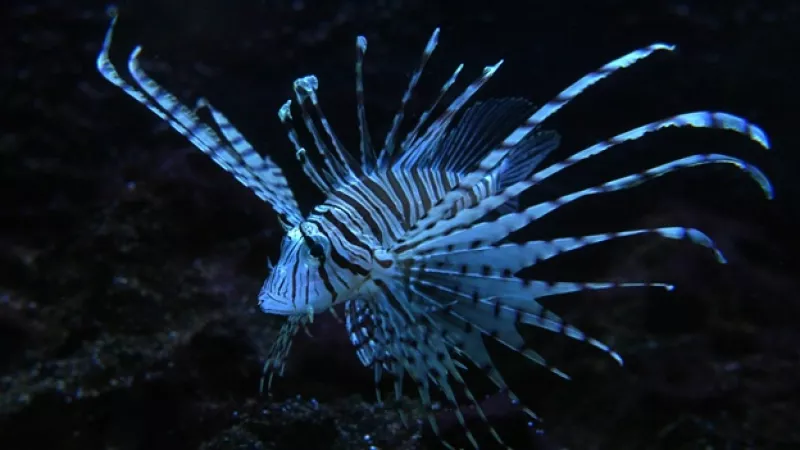 pez leon especies invasoras