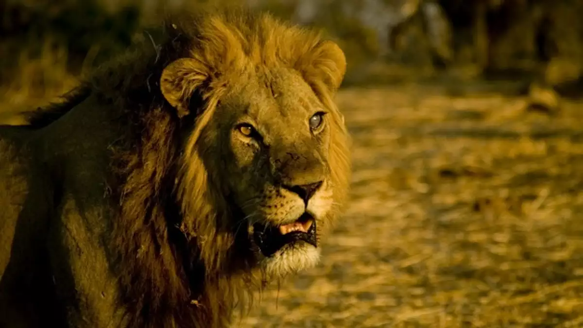 león zimbabwe