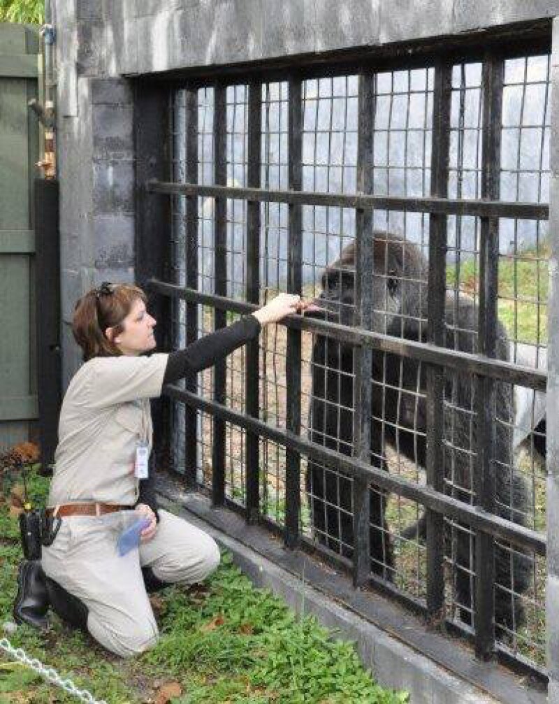 Amanda mostró su expertis sobre el caso de Harambe.