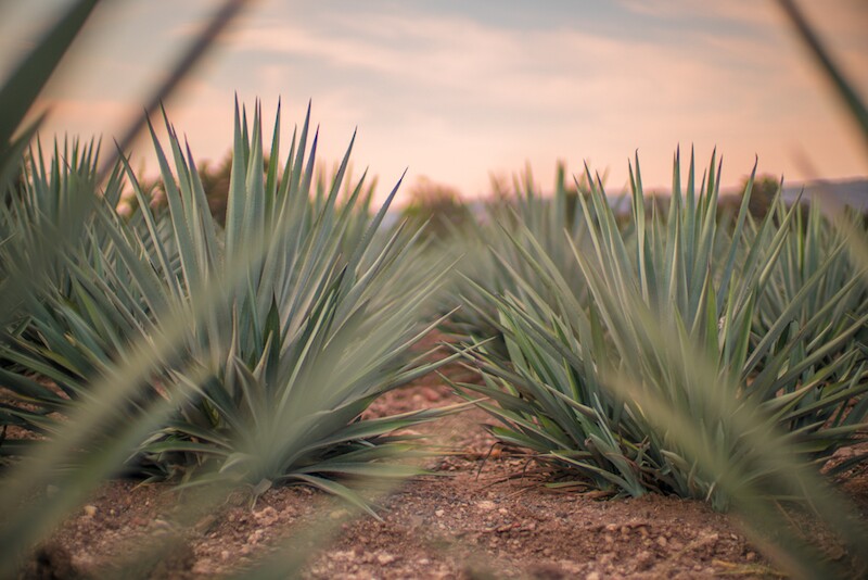 Life and Style Tequila 2.jpg