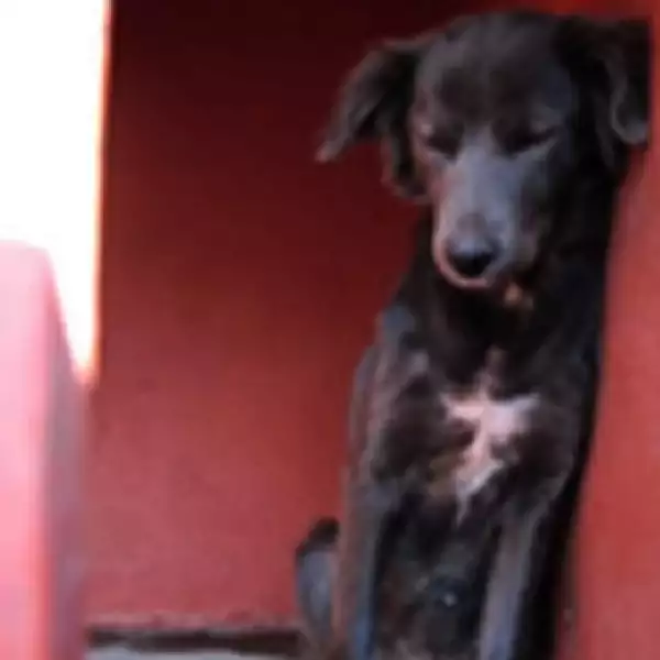 perros iztapalapa 6
