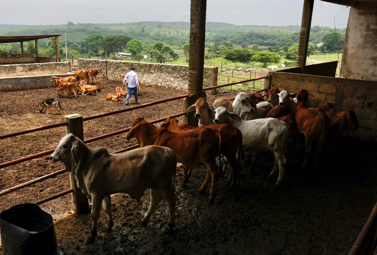Productores de carne critican nuevas normas contra gusano barrenador
