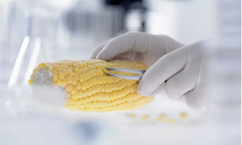 El proceso de modificación consiste en cambiar dos de los 40,000 genes que contiene una planta para mejorar sus características. (Foto: Getty Images)