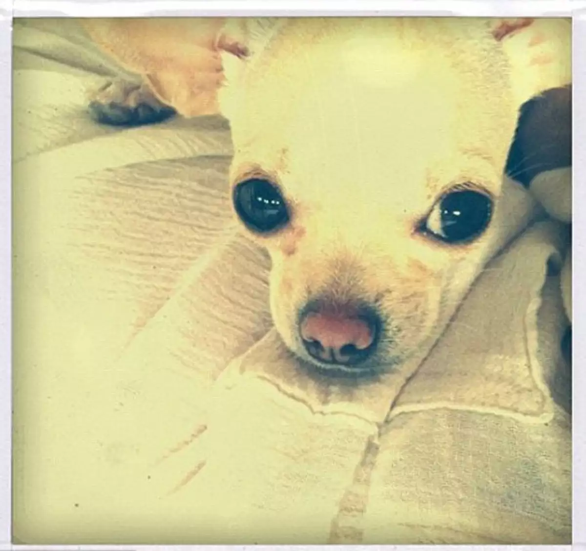 Rumer, hija de Demi, fue quien subió la foto de uno de los perros.