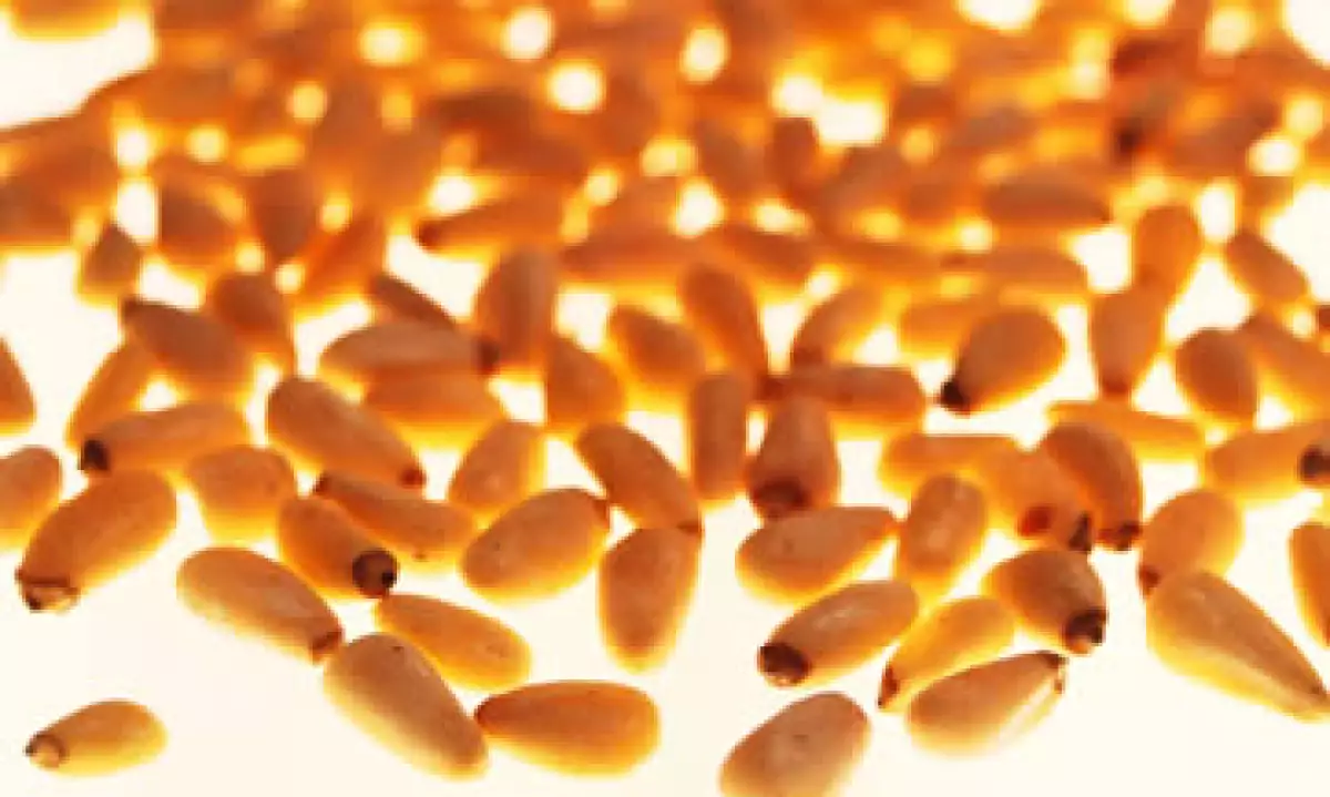 El piñón tiene características particulares que lo hacen adecuado para mezclar su aceite con disolventes. (Foto: Thinkstock)