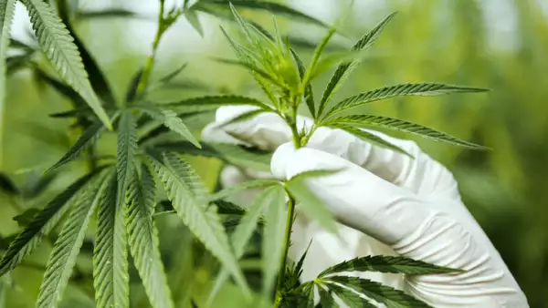 Marihuana.