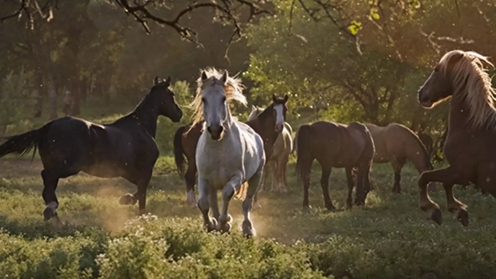 wild horses caballo salvaje