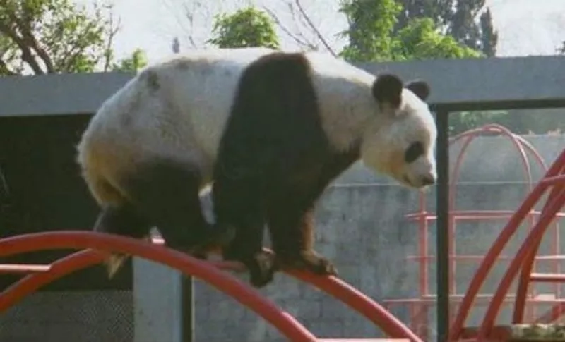 Estaba a punto de cumplir 28 años, con su muerte, ahora sólo quedan dos pandas en el zoológico.