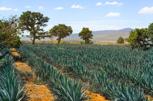 José Cuervo
