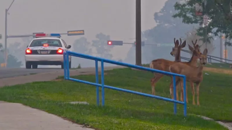 nuevo mexico incendio humo 