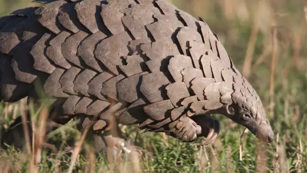 Pangolín