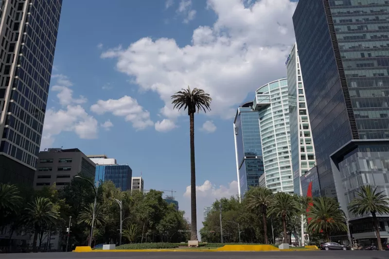 palma de reforma