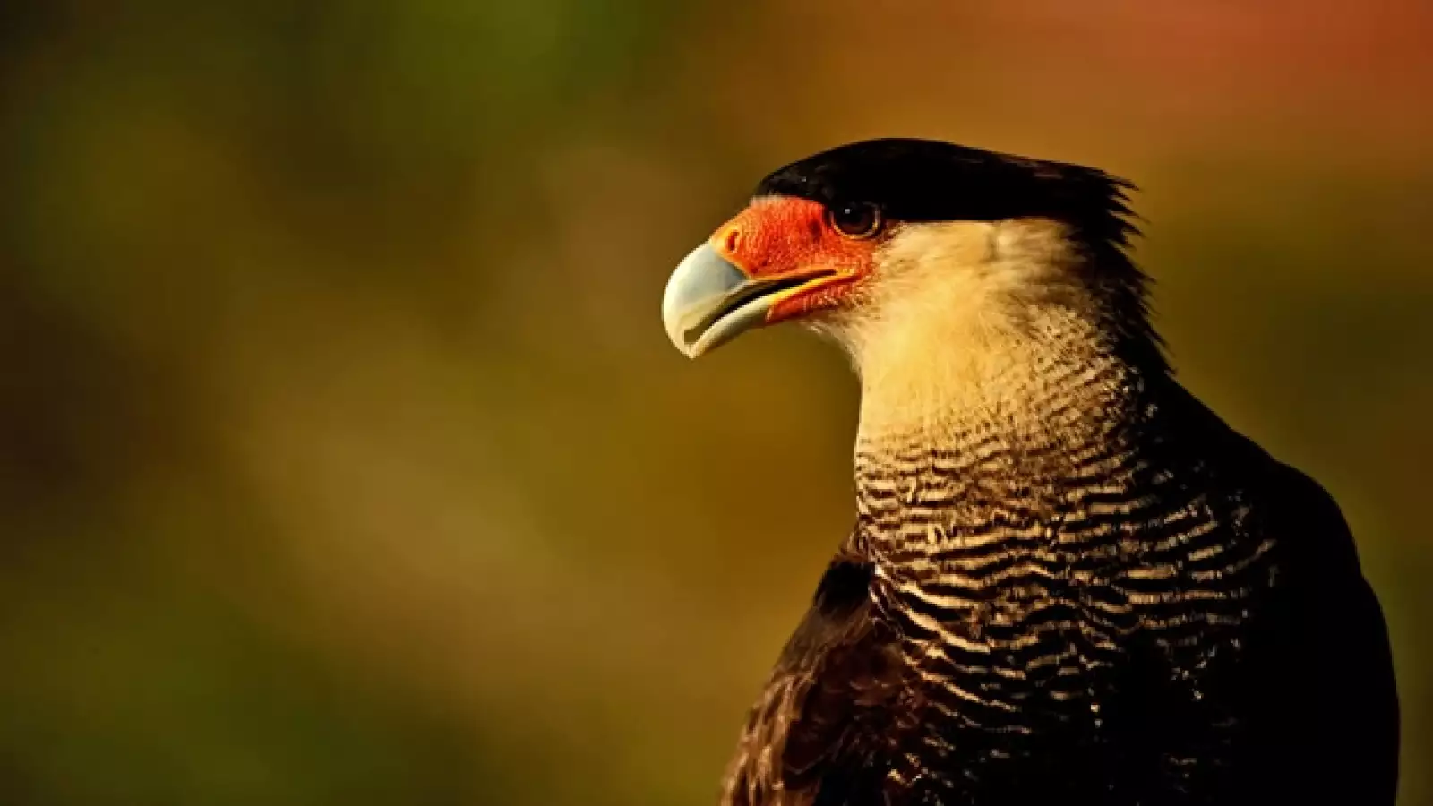 caracara