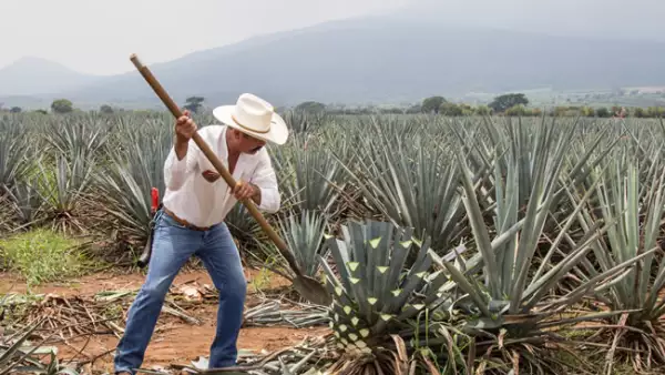 agave campo