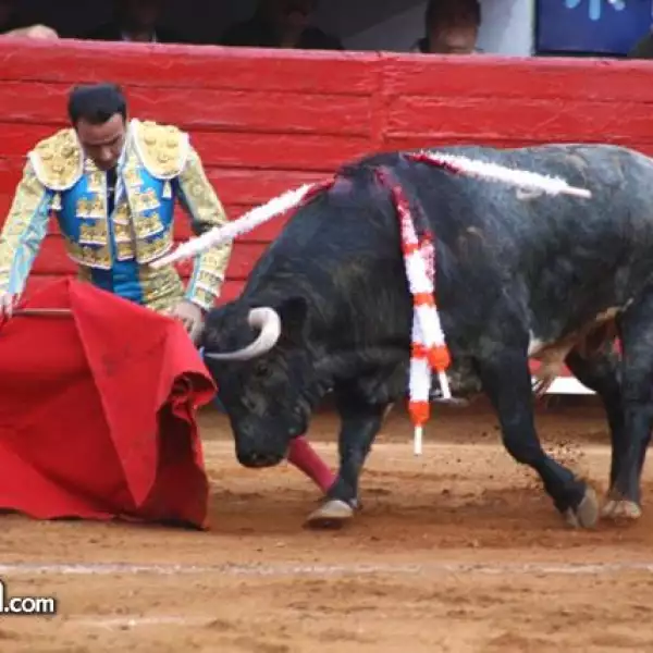 toros 1 fecha