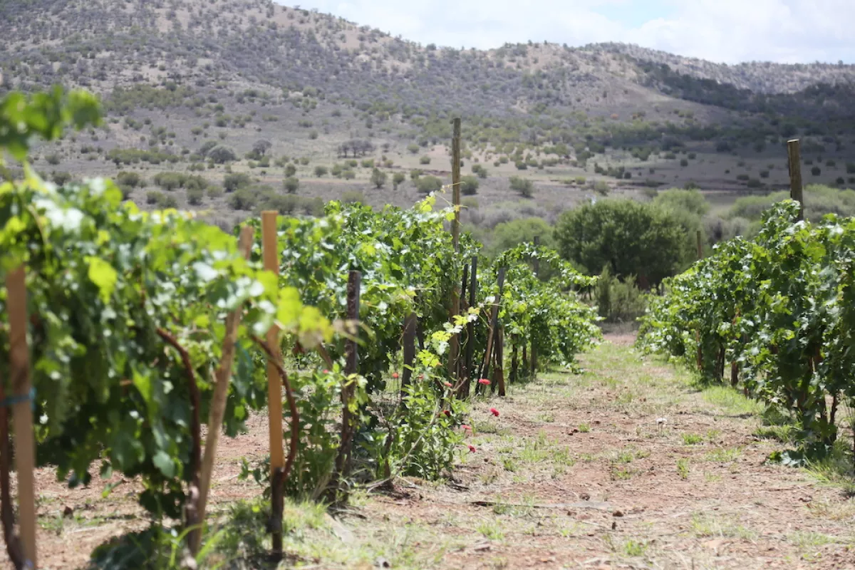 viñedos Ciénaga de Castilla