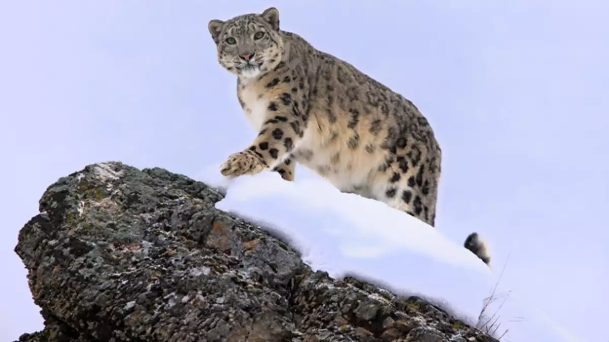leopardo_nieves