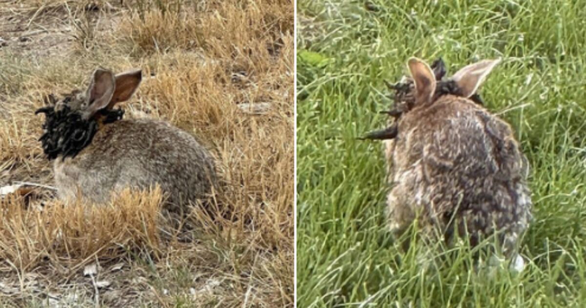 Sosyal ağlarda rahatsız olan “dokunaçlı tavşanların” arkasındaki gerçek