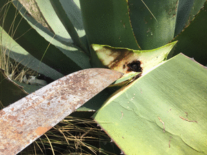 Gusano de maguey, paso a paso