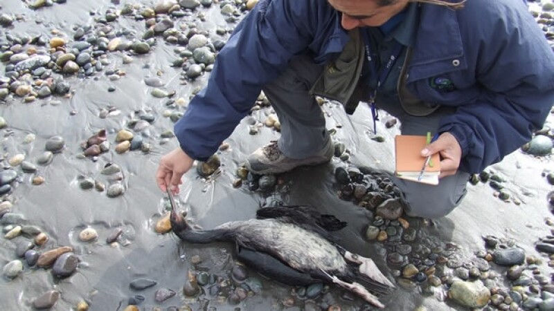 aves muertas Chile
